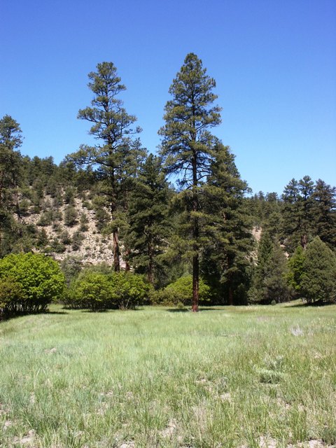 Huge Pines at meadow's edge